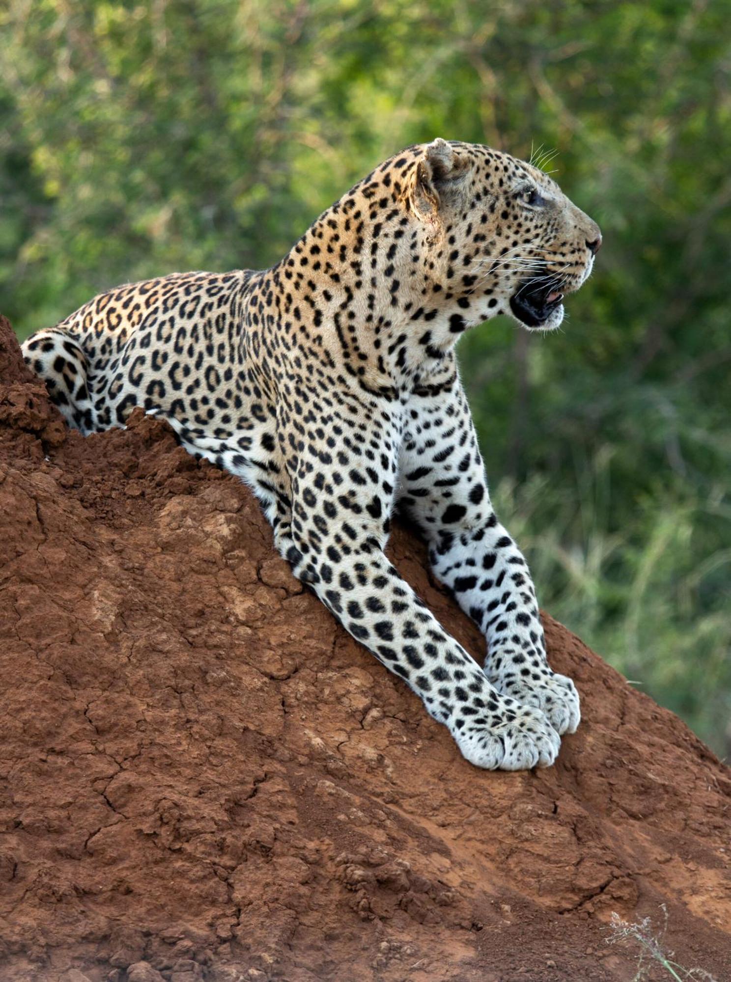 Tuningi Safari Lodge Reserva de Madikwe Exterior foto