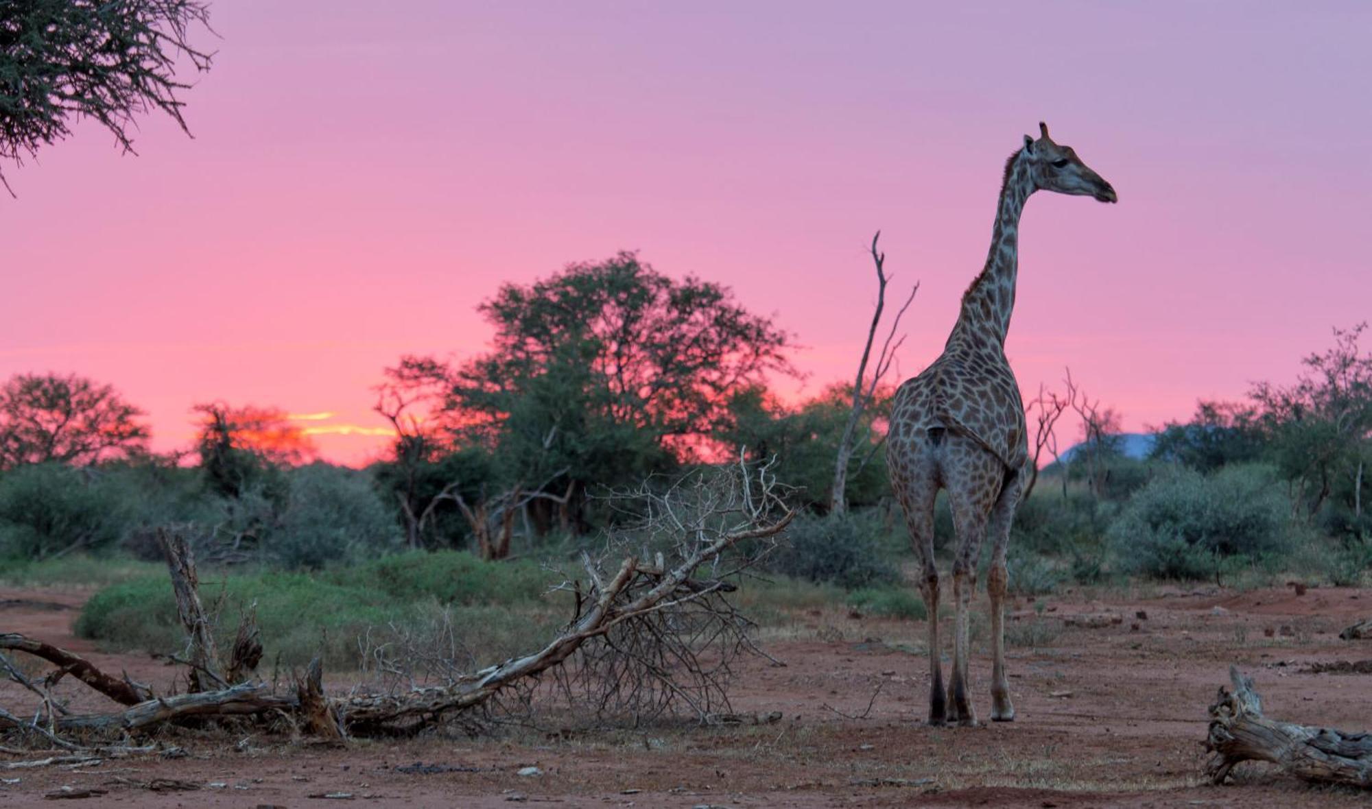 Tuningi Safari Lodge Reserva de Madikwe Exterior foto
