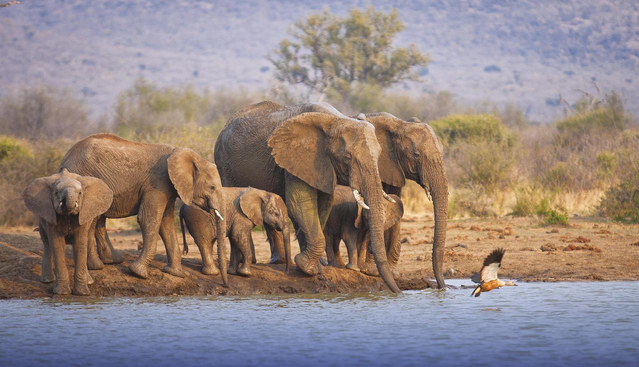 Tuningi Safari Lodge Reserva de Madikwe Exterior foto