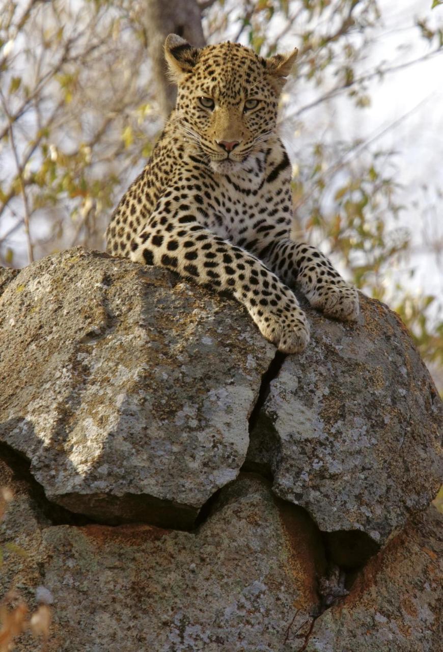 Tuningi Safari Lodge Reserva de Madikwe Exterior foto