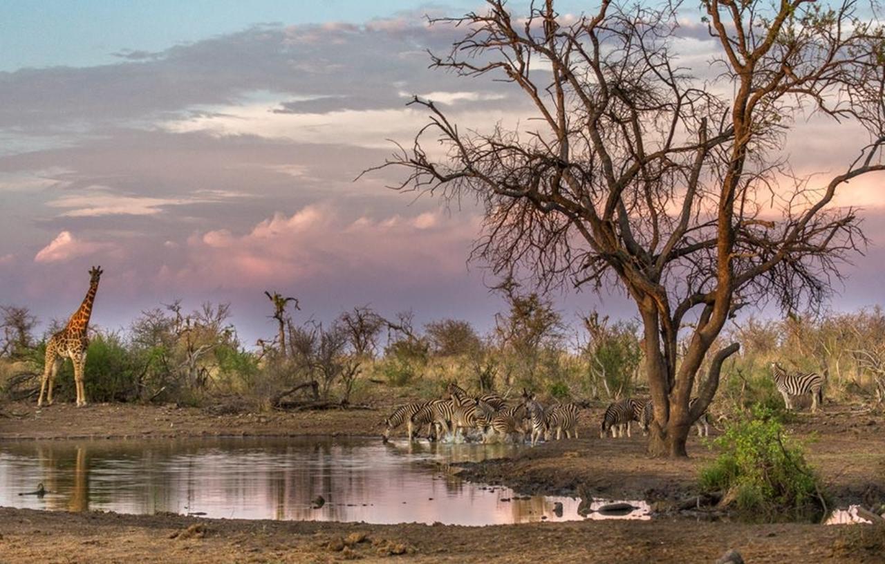 Tuningi Safari Lodge Reserva de Madikwe Exterior foto