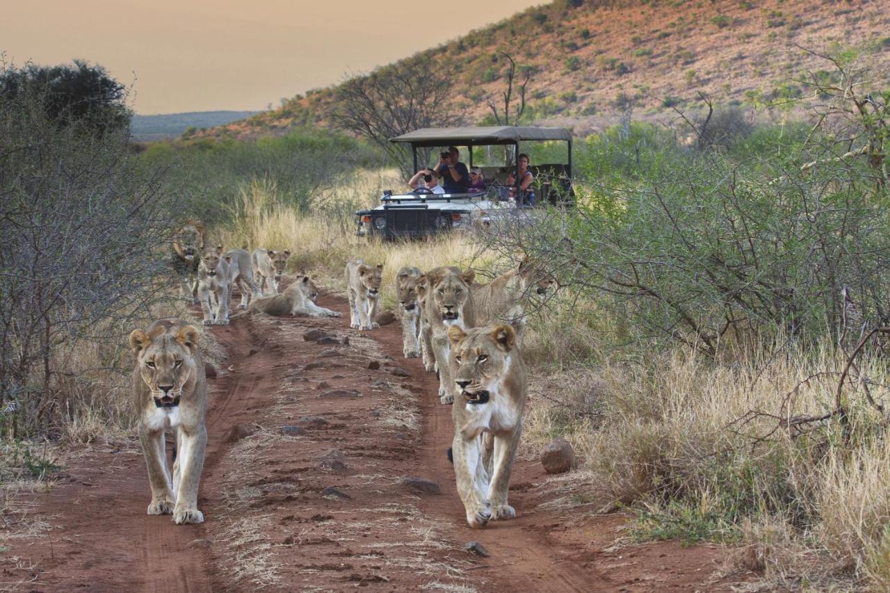Tuningi Safari Lodge Reserva de Madikwe Exterior foto